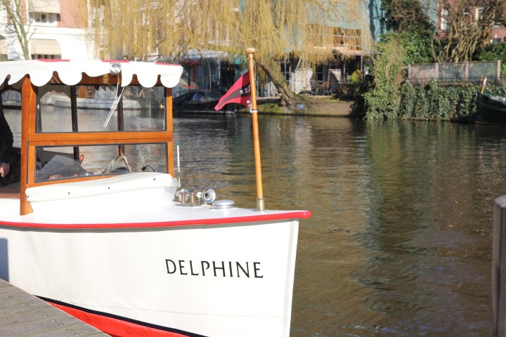 Delphine on the water