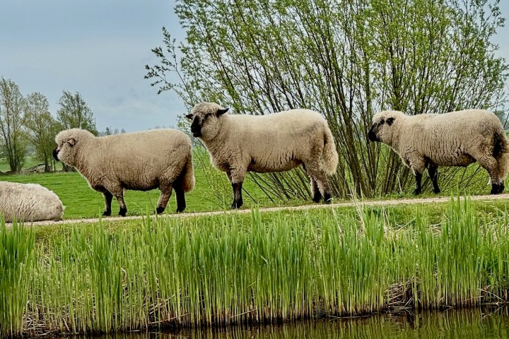 a herd of sheep standing on top of a grass covered field