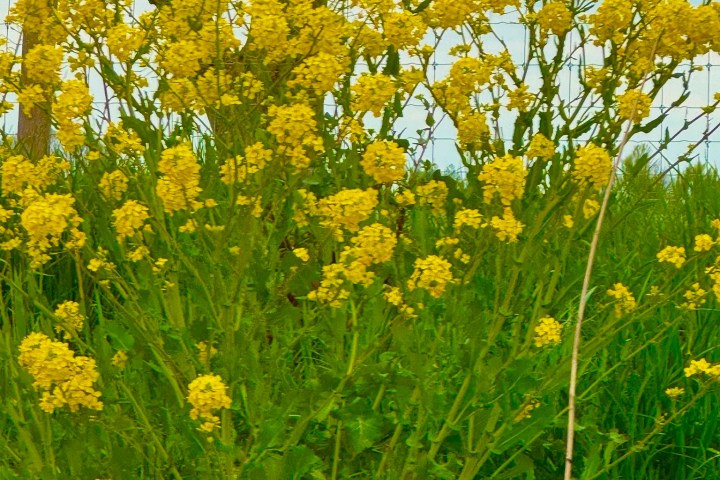 a vase of flowers sitting on top of a field