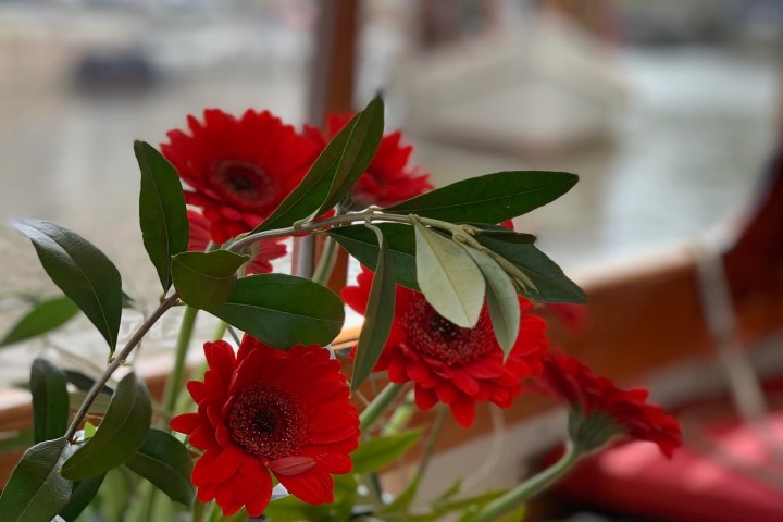 a close up of a flower